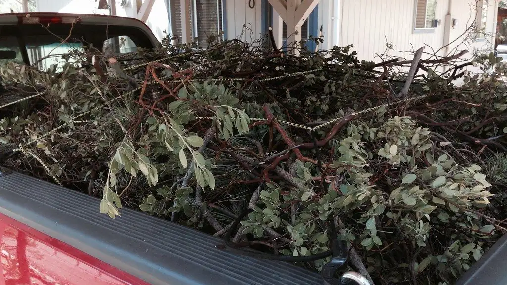 A pickup bed heaped with cut branches and leafy brush
